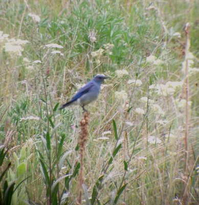 Mtn Bluebird at Iron Gate trailhead.jpg