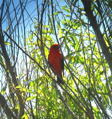 Scarlet Tanager Jean Laffite.jpg