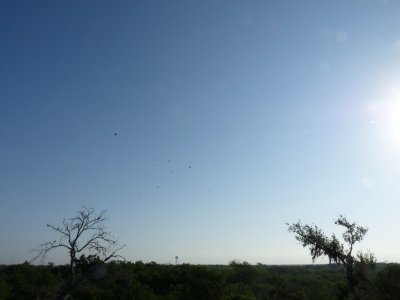 Broad-winged Hawks over Santa Ana at dawn