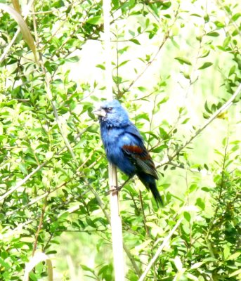 Blue Grosbeak