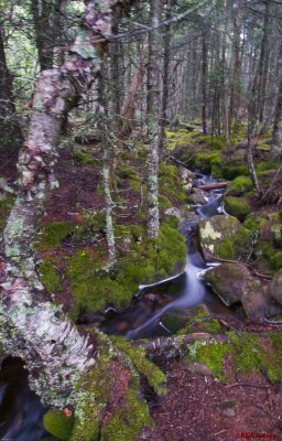 Quoddy Head SP - Cliff trail