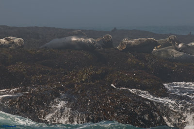 Machias Seal Island - Seals