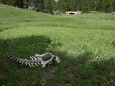 YNP2003_188.JPG
