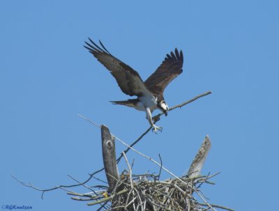 Osprey-Delaware Bayshore