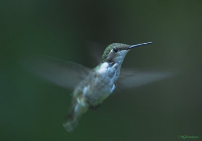 Red-throated Hummer female