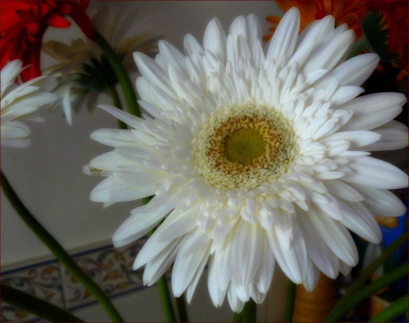 Gerbera soft focus