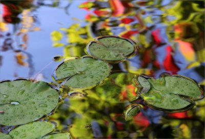 Reflections in the pond