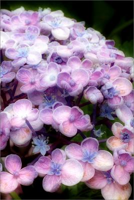 hydrangea