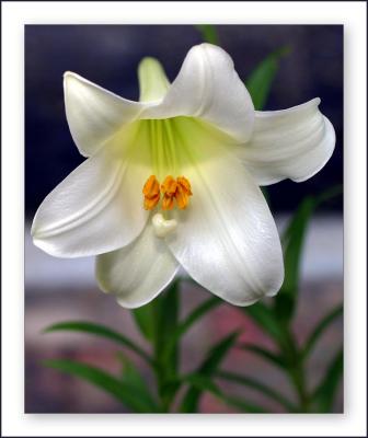 Lilium whitefox