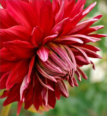Red dahlia just opening