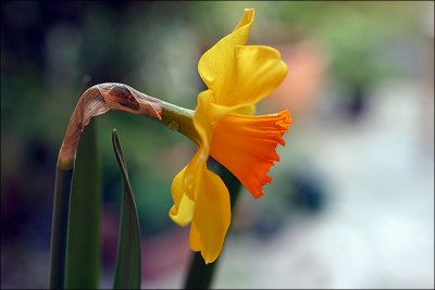 Daffodil