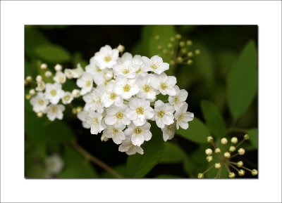 Spirea