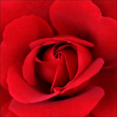 rose symmetry