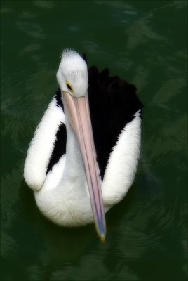 Pelican at Lock 1 Murray River, South Australia