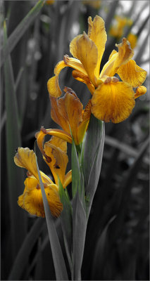 Spuria iris