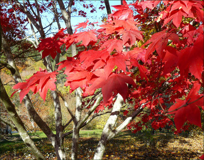 Acer leaves