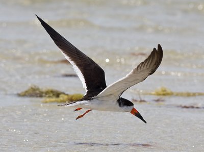 Black Skimmer