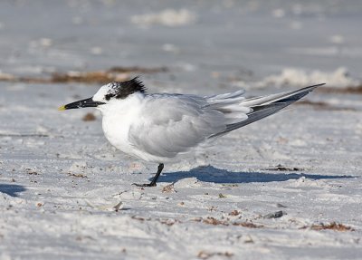 Sandwich Tern