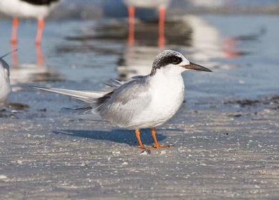 Forster's Tern