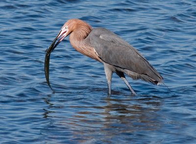 Reddish Egret
