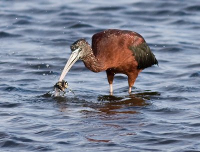 Glossy Ibis with crab