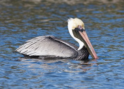 Brown Pelican (non-breeding plumage)