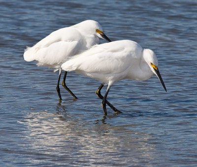 Snowy Egret