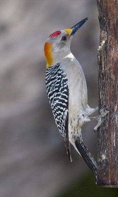 Golden-fronted Woodpecker (m)