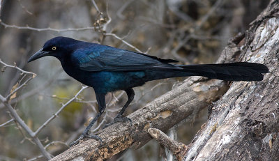 Great-tailed Grackle (m)