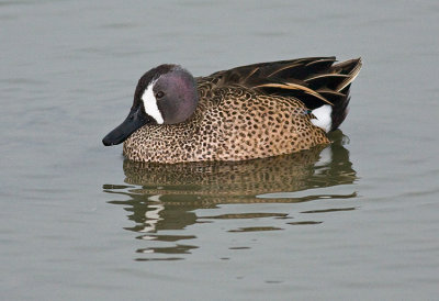 Blue-winged Teal (m)