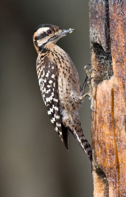 Ladder-backed Woodpecker (f)
