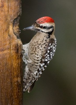 Ladder-backed Woodpecker (m)