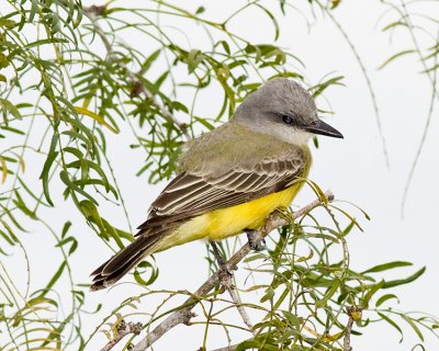 Tropical (possibly Couch's) Kingbird