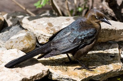 Great-tailed Grackle (f)