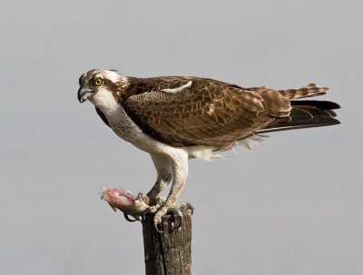 Osprey