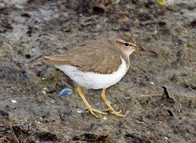 Spotted Sandpiper (winter)