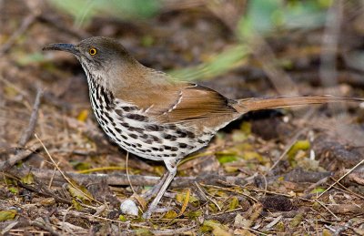 Long-billed Thrasher