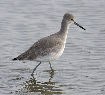 Willet