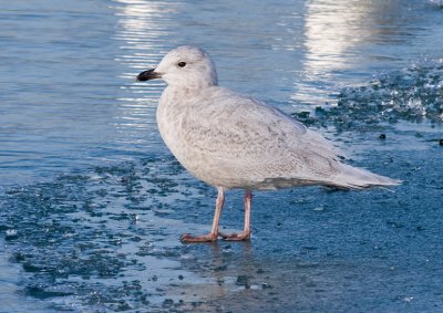 Iceland Gull (1st winter)