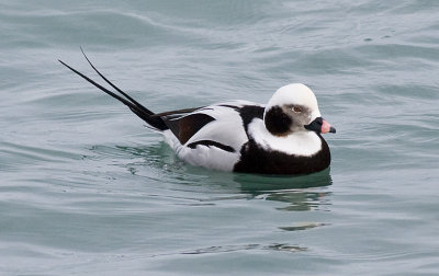 Long-tailed Duck (m)