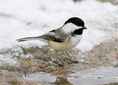 Black-capped Chickadee