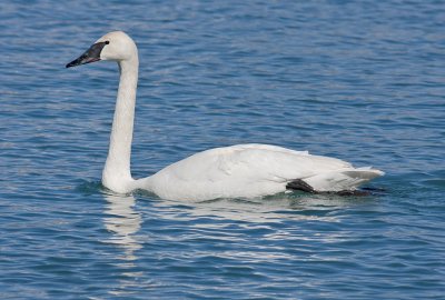 Trumpeter Swan