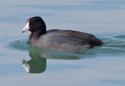 American Coot