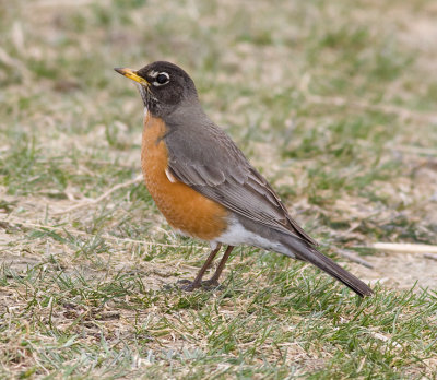 American Robin