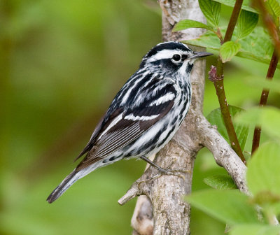 Black-and-white Warbler