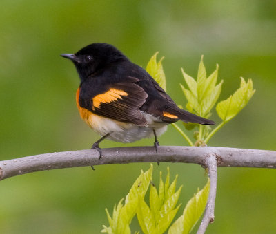 American Redstart (m)