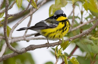 Magnolia Warbler (m)