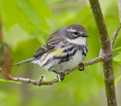 Yellow-rumped Warbler (f)