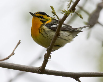 Blackburnian Warbler (m)