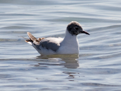 Bonaparte's Gull (1st summer)